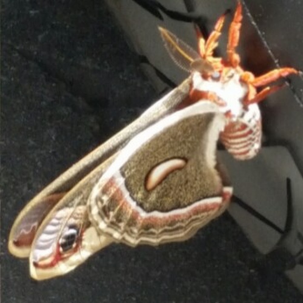 Meet your Posher, Hailey